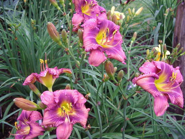 Gallery | Harbour Breezes Daylilies and Japanese Iris at Jeddore